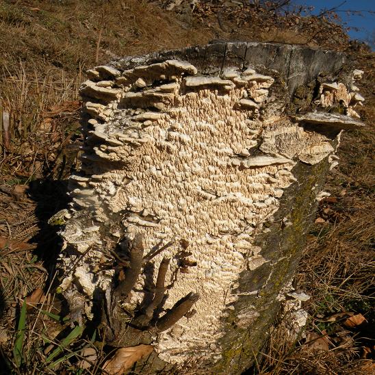 Coriolopsis gallica